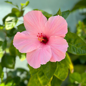 Meet your Posher, Braylee